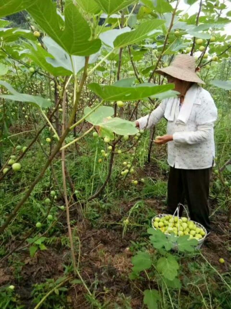 无花果苗50~80cm