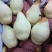 贵妃梨，梨河北赵县产梨基地贵妃梨350~400g！