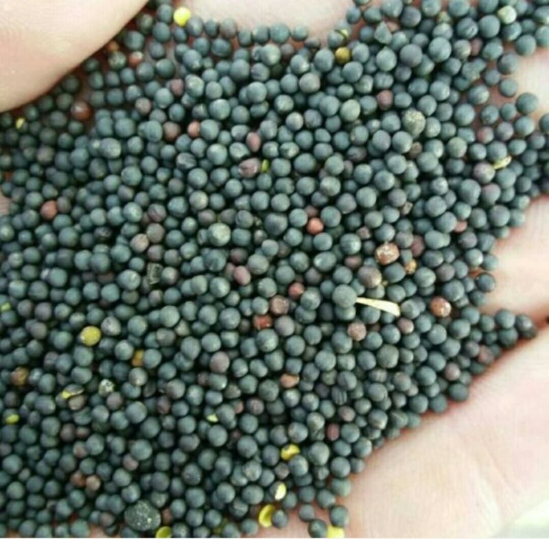油菜籽1级