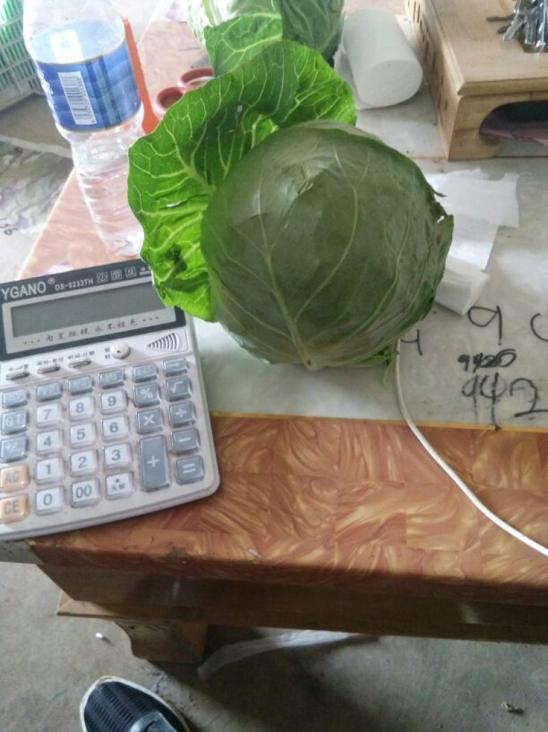 我处甘蓝大量供应，品质好，备有大型冷库，物流交通方便，欢