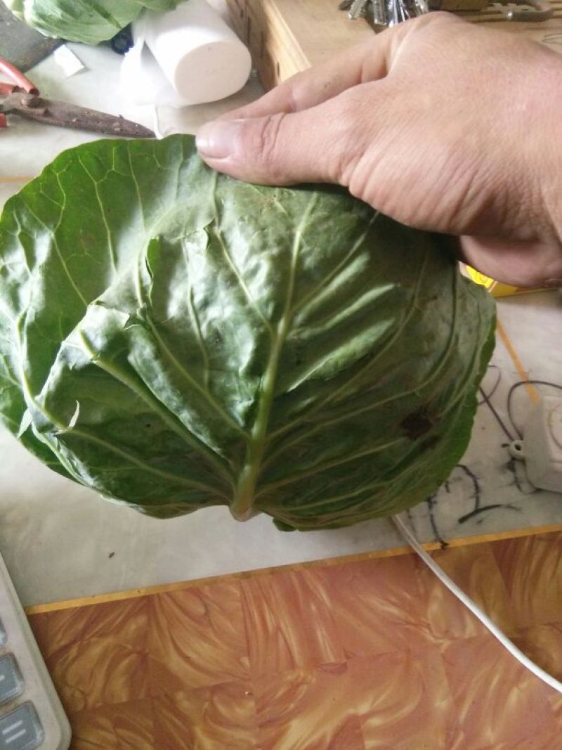 我处甘蓝大量供应，品质好，备有大型冷库，物流交通方便，欢