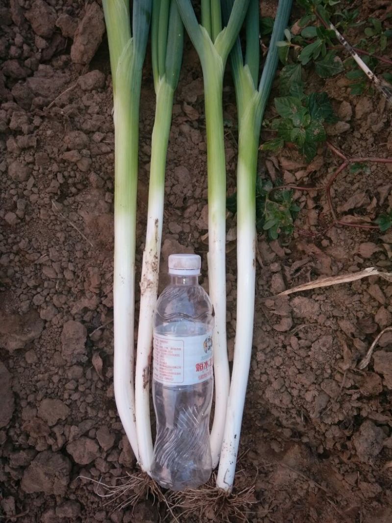 长白大葱净葱1cm左右30~40cm