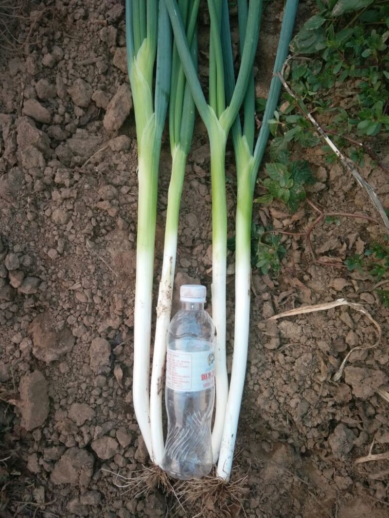 长白大葱净葱1cm左右30~40cm