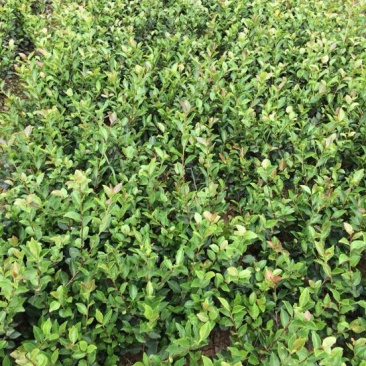 茶梅茶梅苗，1至3年生小苗，农户直销。