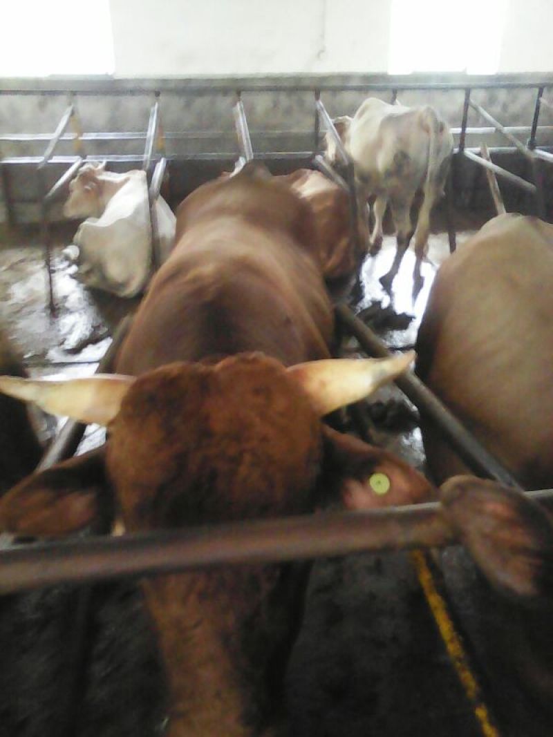 杂交牛300~400kg