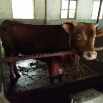 杂交牛300~400kg