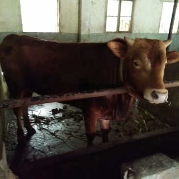 杂交牛300~400kg