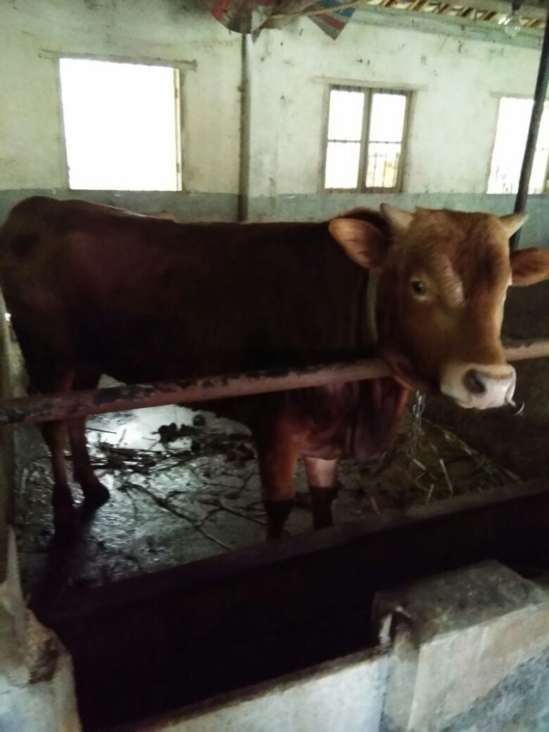杂交牛300~400kg