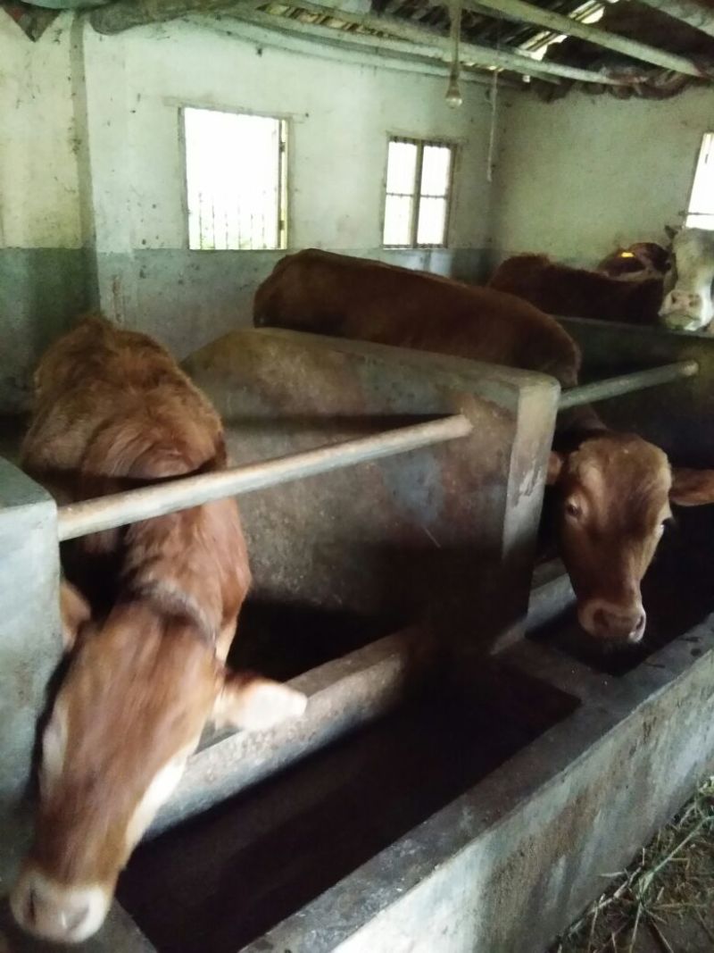 杂交牛300~400kg