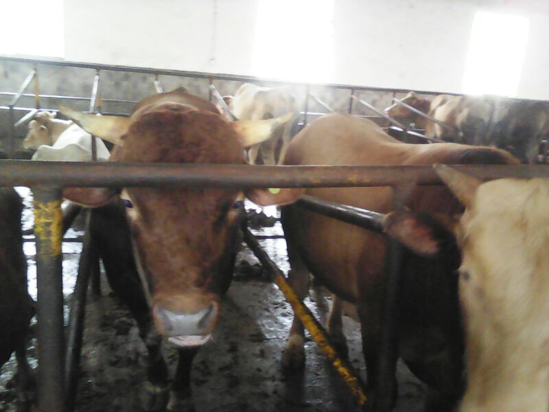 杂交牛300~400kg