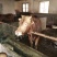 杂交牛300~400kg