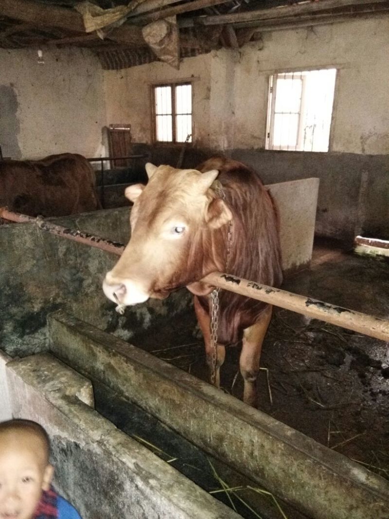 杂交牛300~400kg