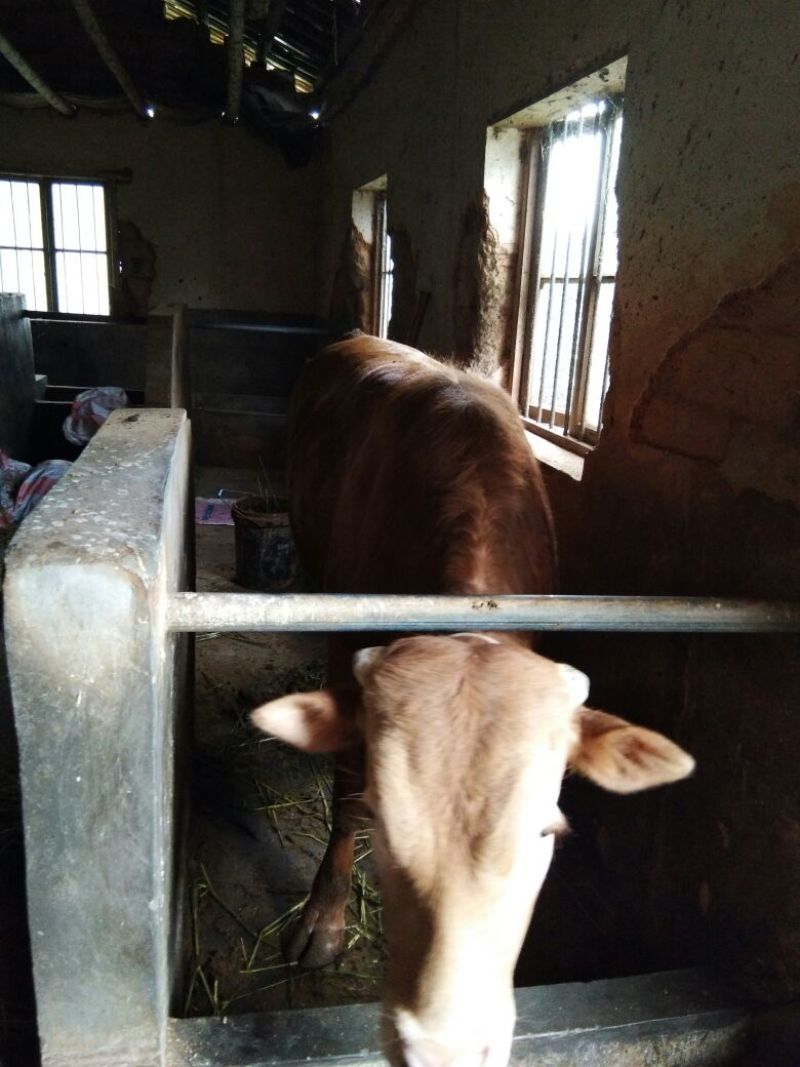 杂交牛300~400kg