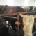 杂交牛300~400kg