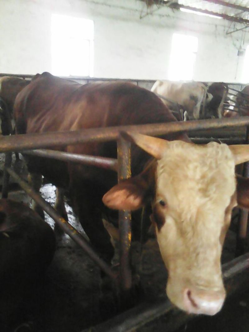 杂交牛300~400kg