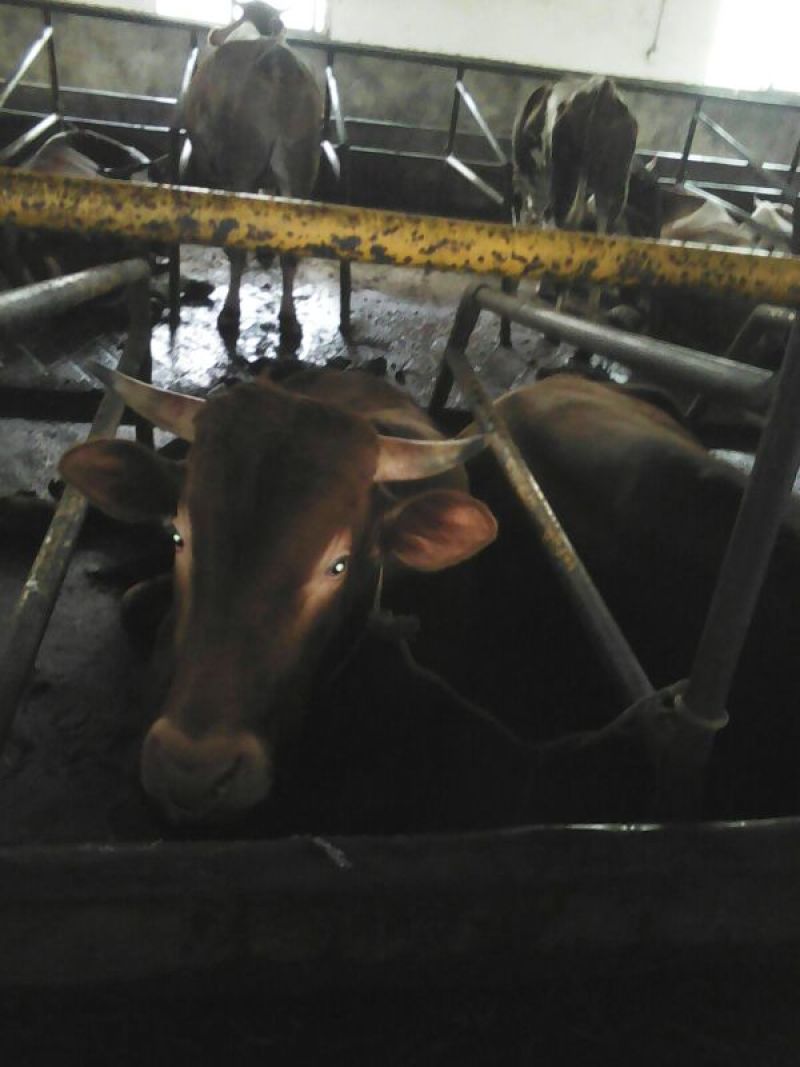 杂交牛300~400kg