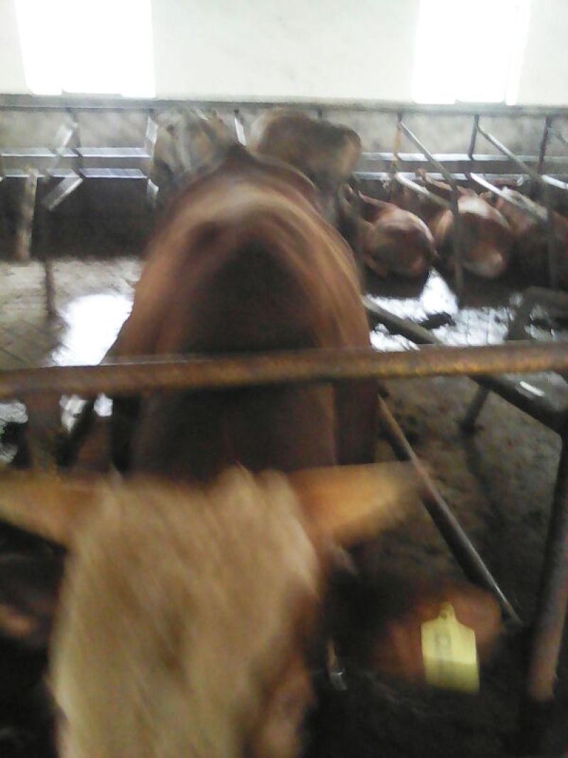 杂交牛300~400kg