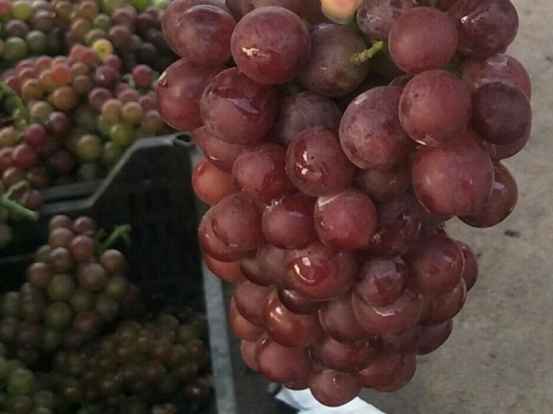 大粒玫瑰葡萄1.5~2斤5%以下