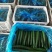 刺黄瓜25公分以上鲜花带刺