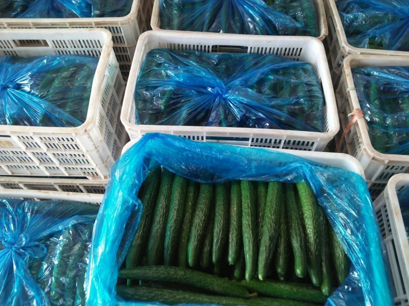 刺黄瓜25公分以上鲜花带刺