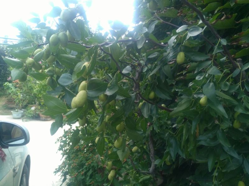 黑枣树苗