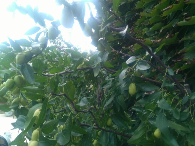 黑枣树苗
