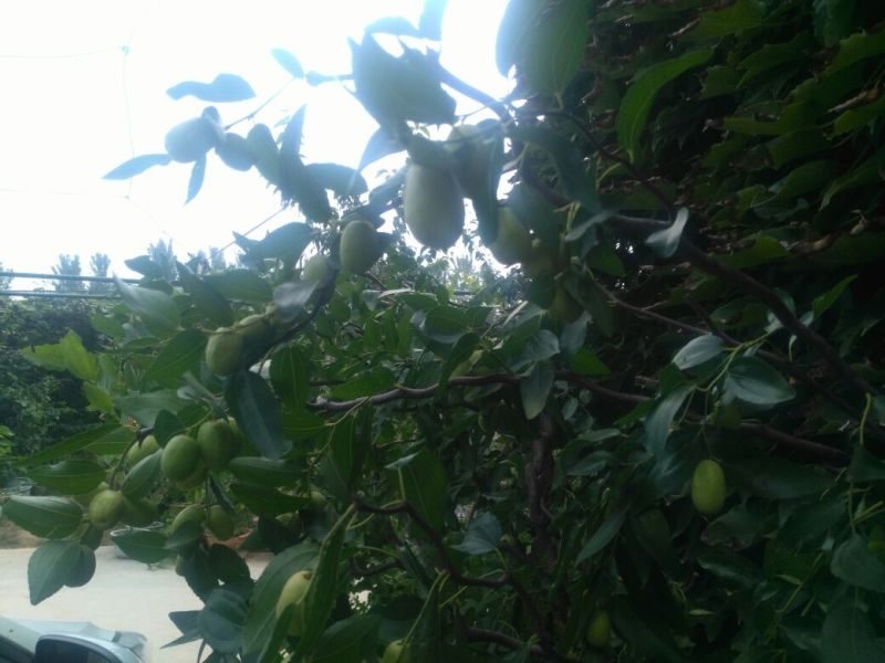 黑枣树苗