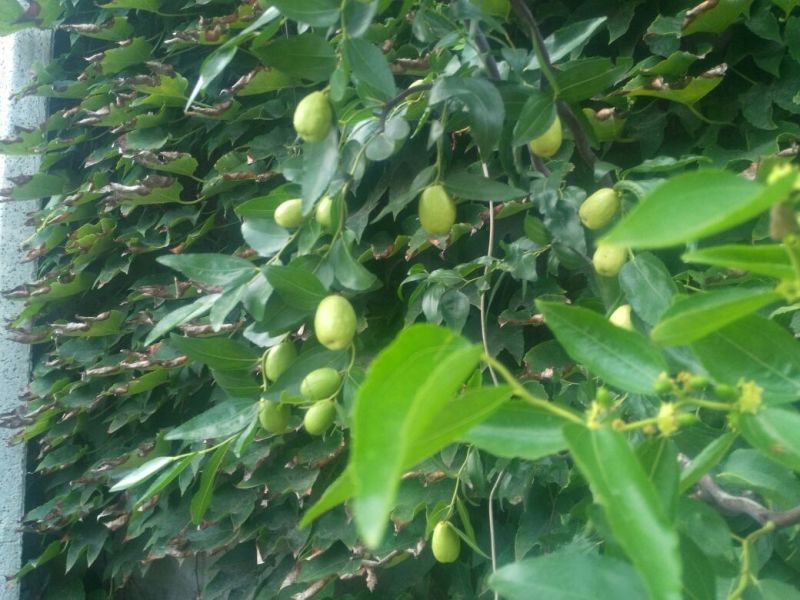 黑枣树苗