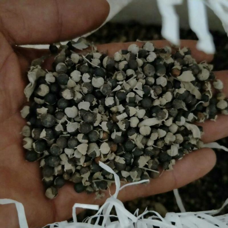蔓荆子国产1公斤起批无硫无添加不包邮正品