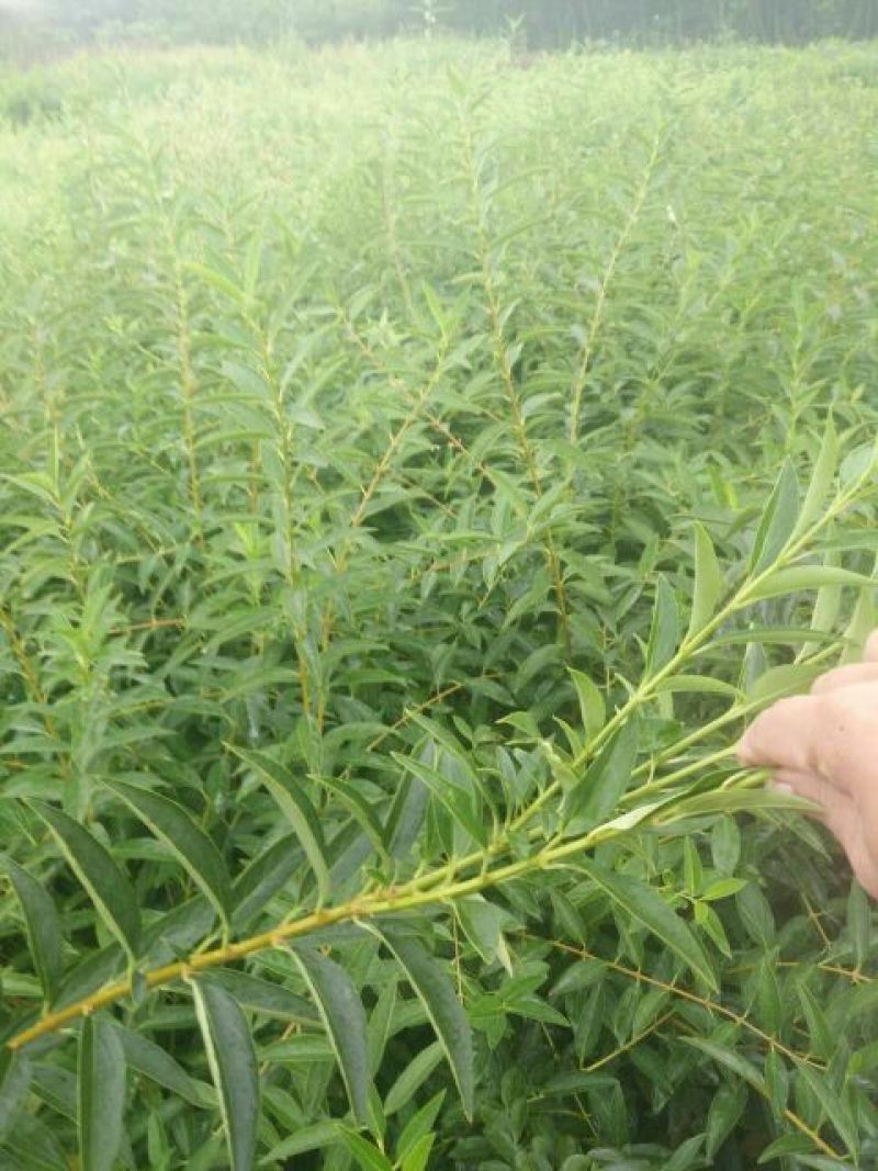 宿迁沭阳连翘苗50~60cm基地直供保质保量电联洽谈