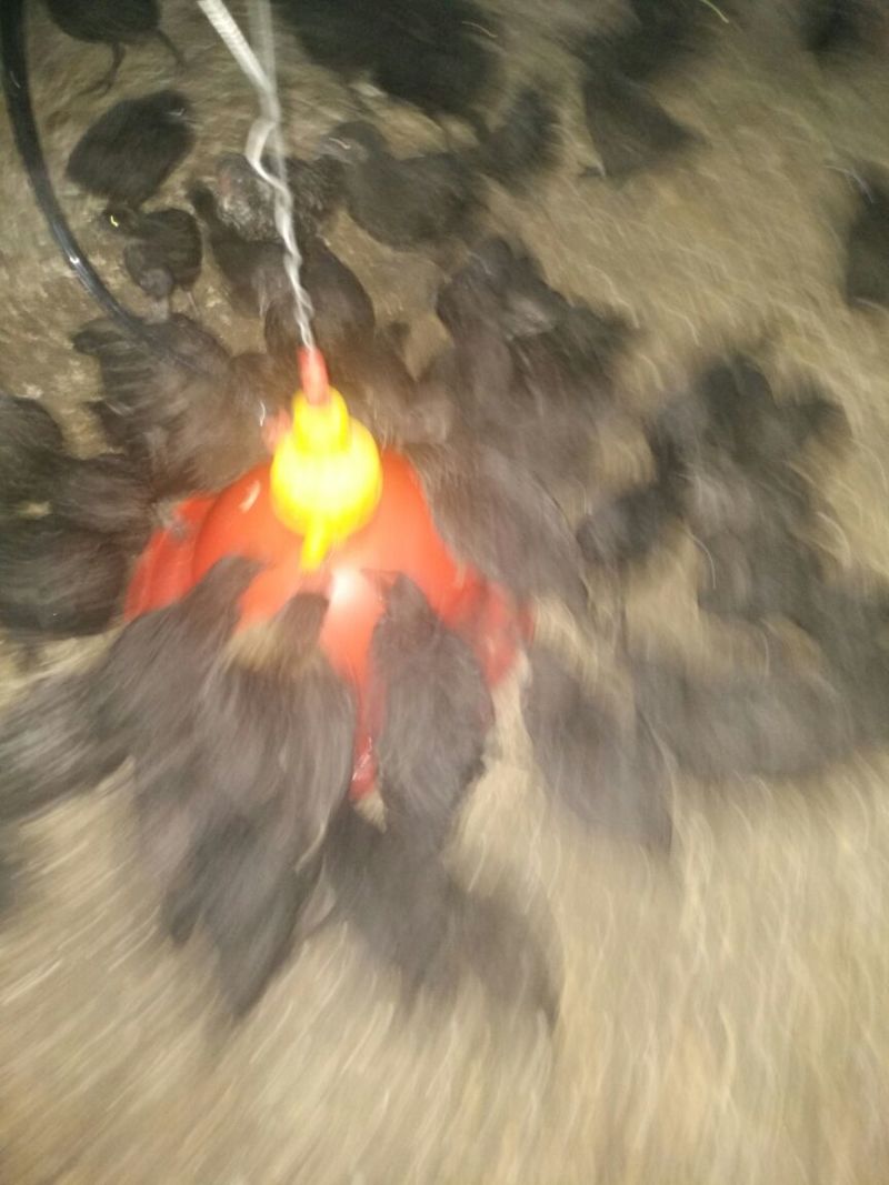 脱温鸡500克以下脱温苗雌