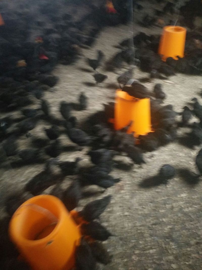 脱温鸡500克以下脱温苗雌