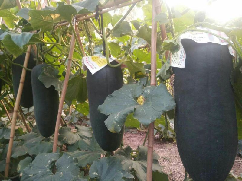 河南郸城黑皮冬瓜吊冬瓜优质冬瓜15斤以上吊冬瓜