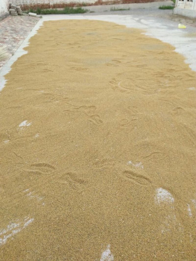 油菜籽1