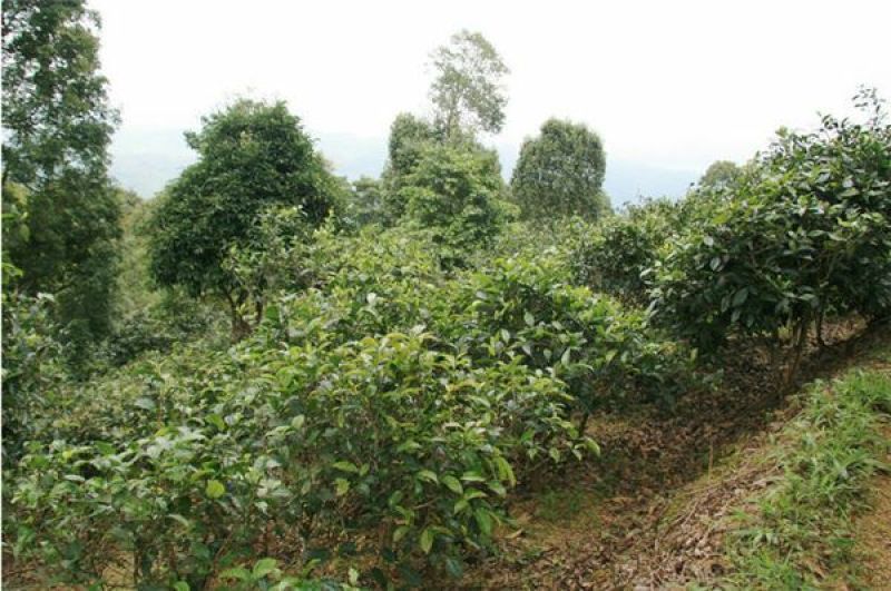 普洱茶一级