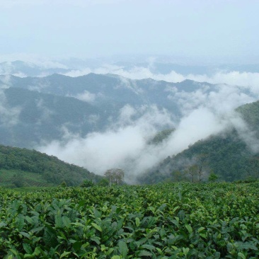 普洱茶一级