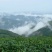 普洱茶一级
