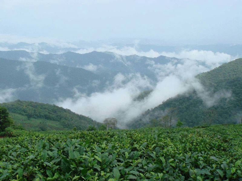 普洱茶一级
