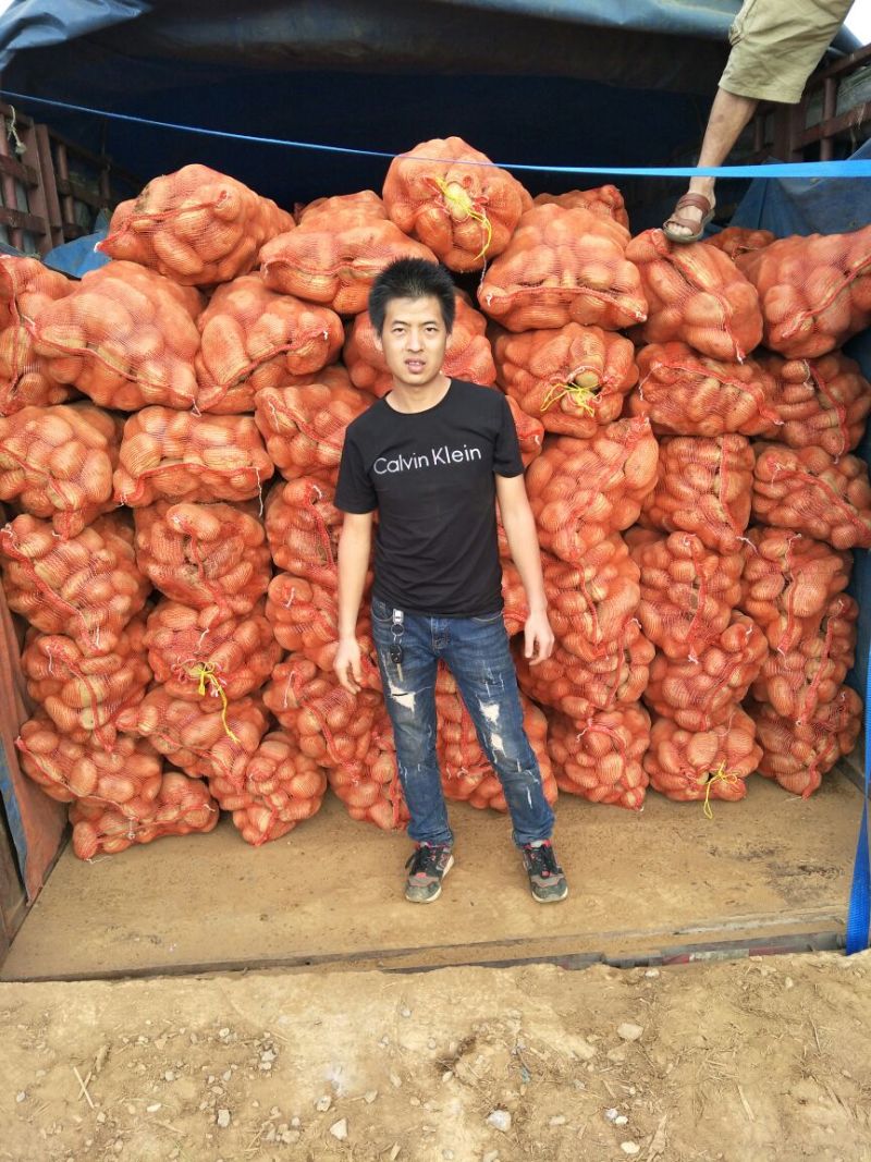土豆种子一级种薯