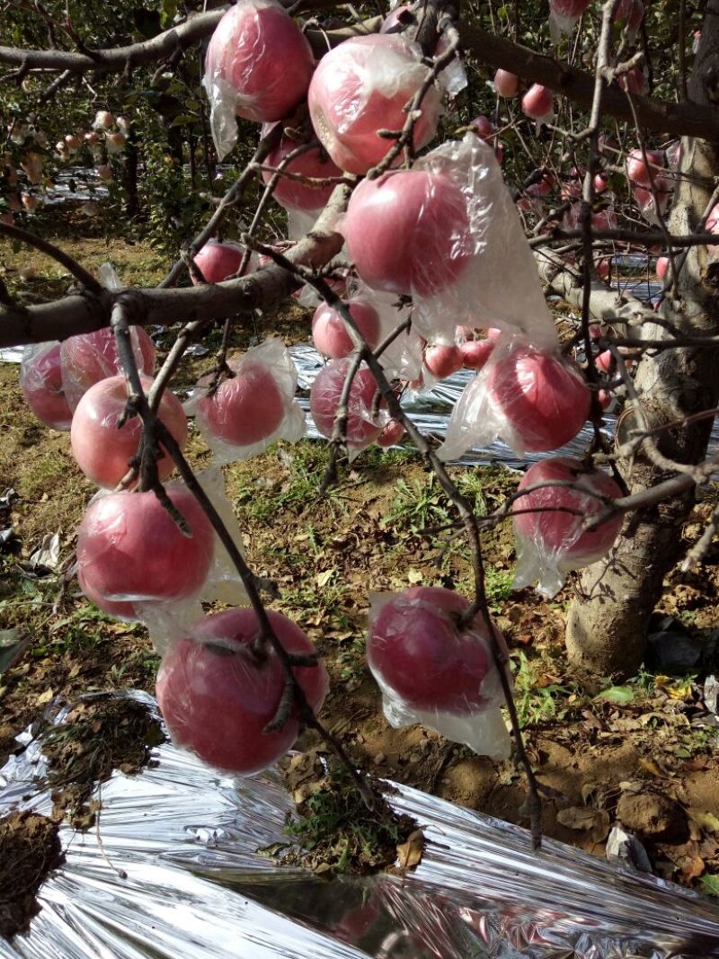 红富士苹果75mm以上纸+膜袋