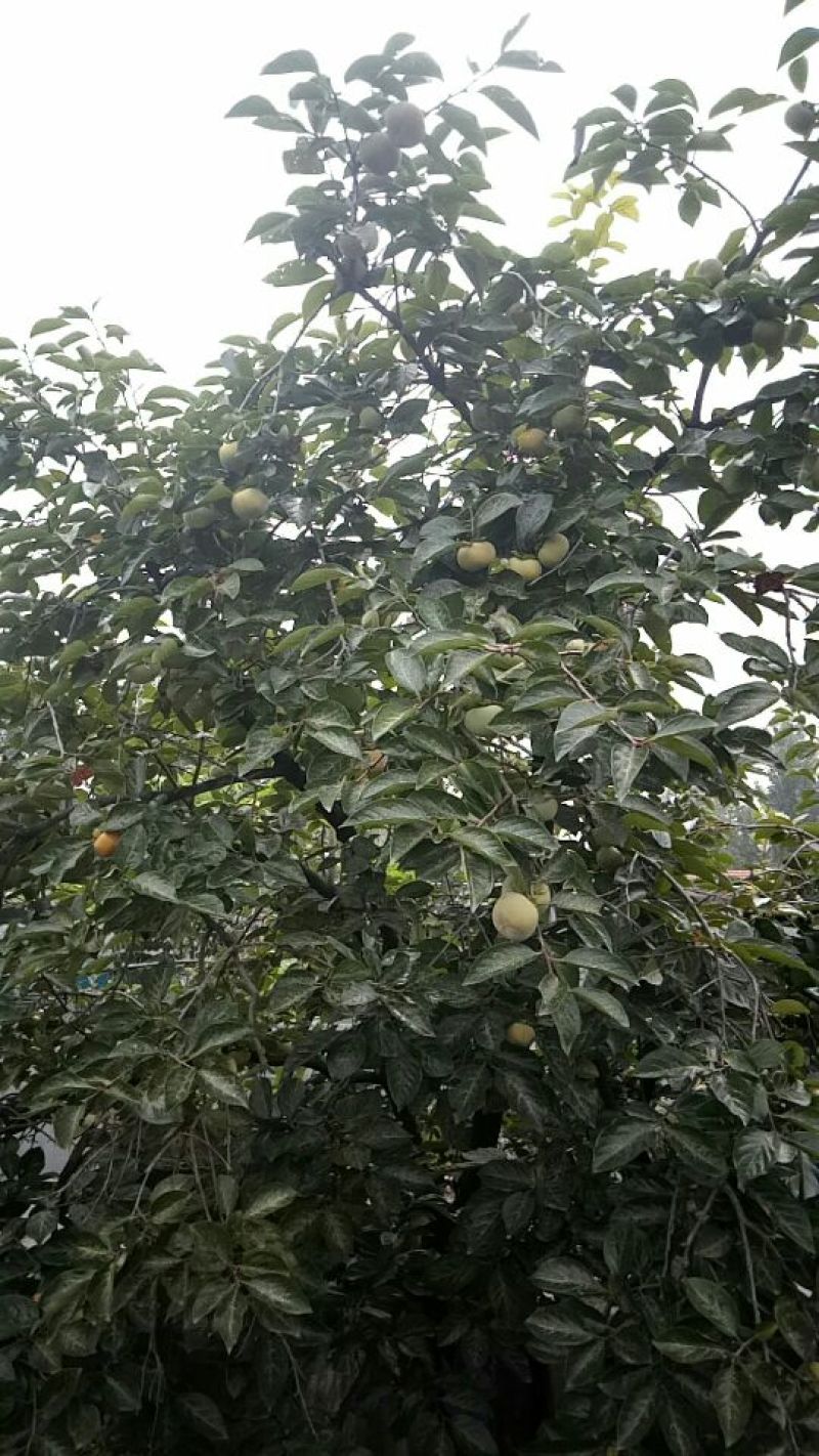 阳丰甜柿子树苗80~100cm