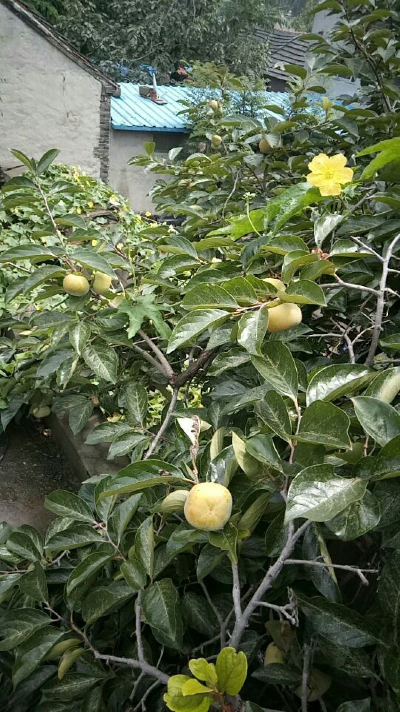 阳丰甜柿子树苗80~100cm