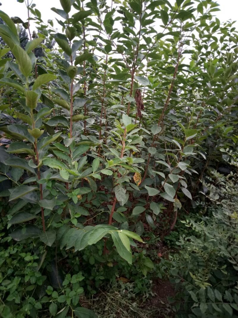 阳丰甜柿子树苗80~100cm