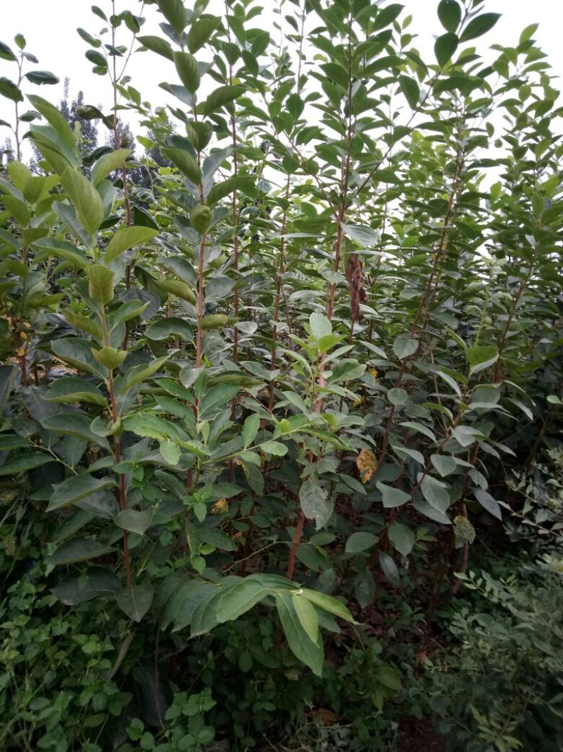 阳丰甜柿子树苗80~100cm