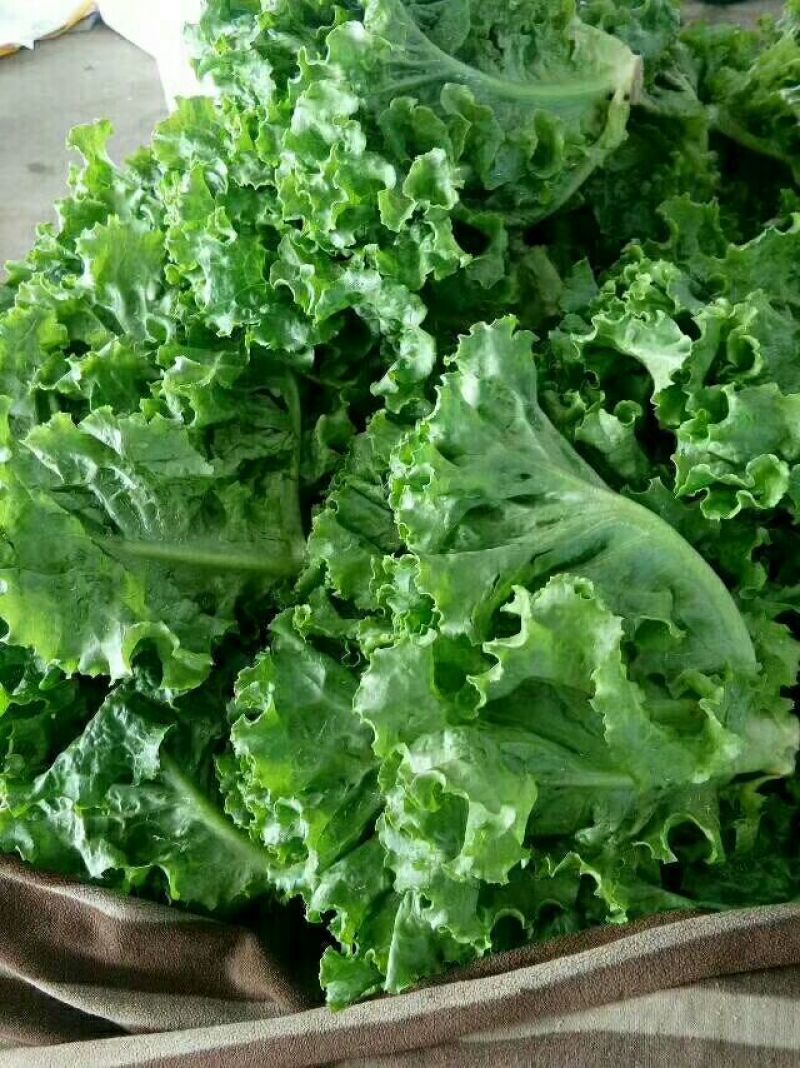 【热】精品散叶生菜量大货优质量保证产地直发意大利球生