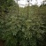 泰山大红袍花椒苗，1年苗，成活率高，规格齐全，价格优惠