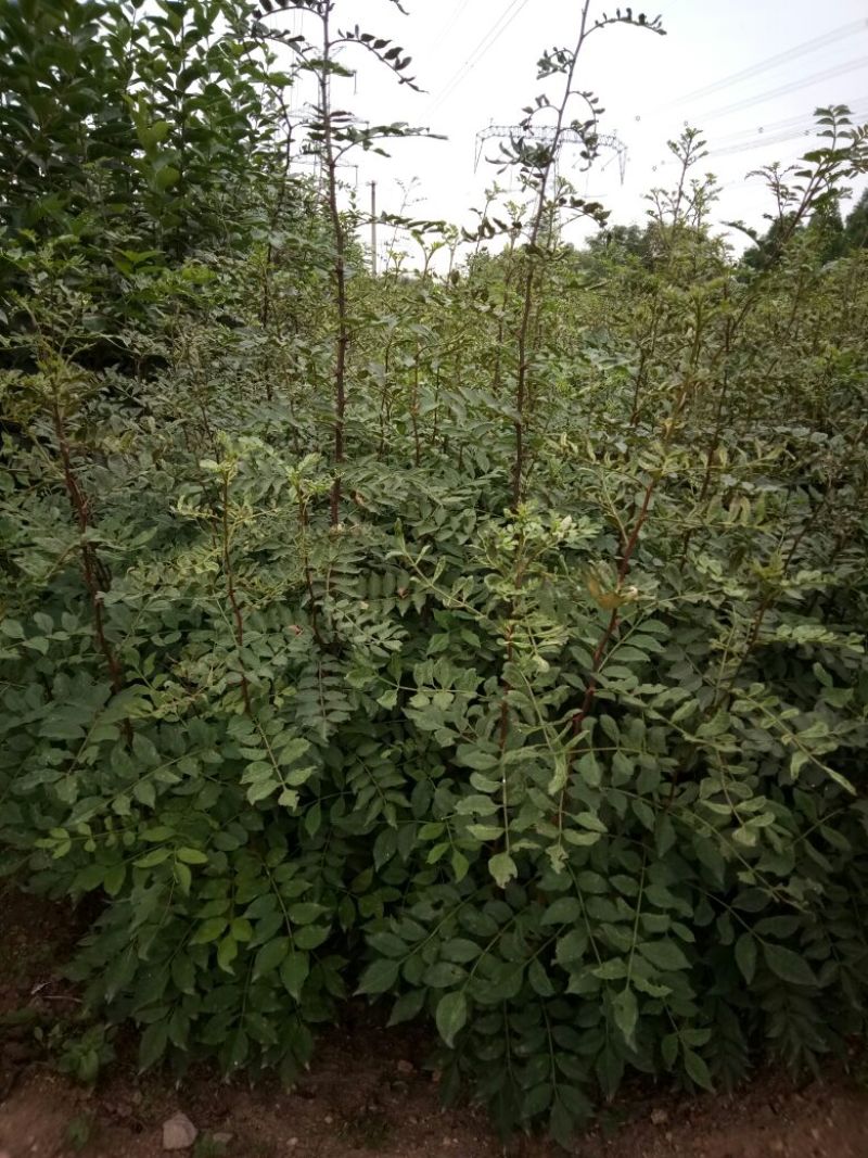 泰山大红袍花椒苗，1年苗，成活率高，规格齐全，价格优惠