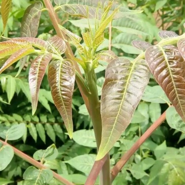 红油香椿苗四季红油香椿苗规格齐全量大优惠