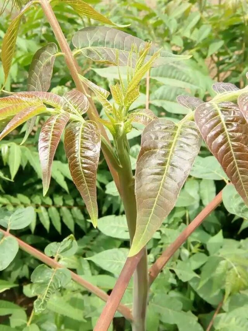 红油香椿苗四季红油香椿苗规格齐全量大优惠