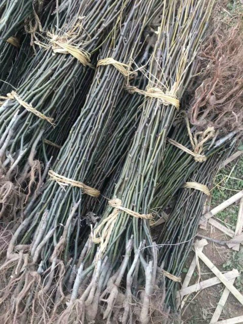 大量批发嫁接早酥红梨苗彩虹梨苗规格齐全价格低